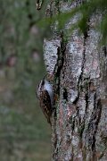 DP Wildlife Photography - Latvia - Eurasian treecreeper - C