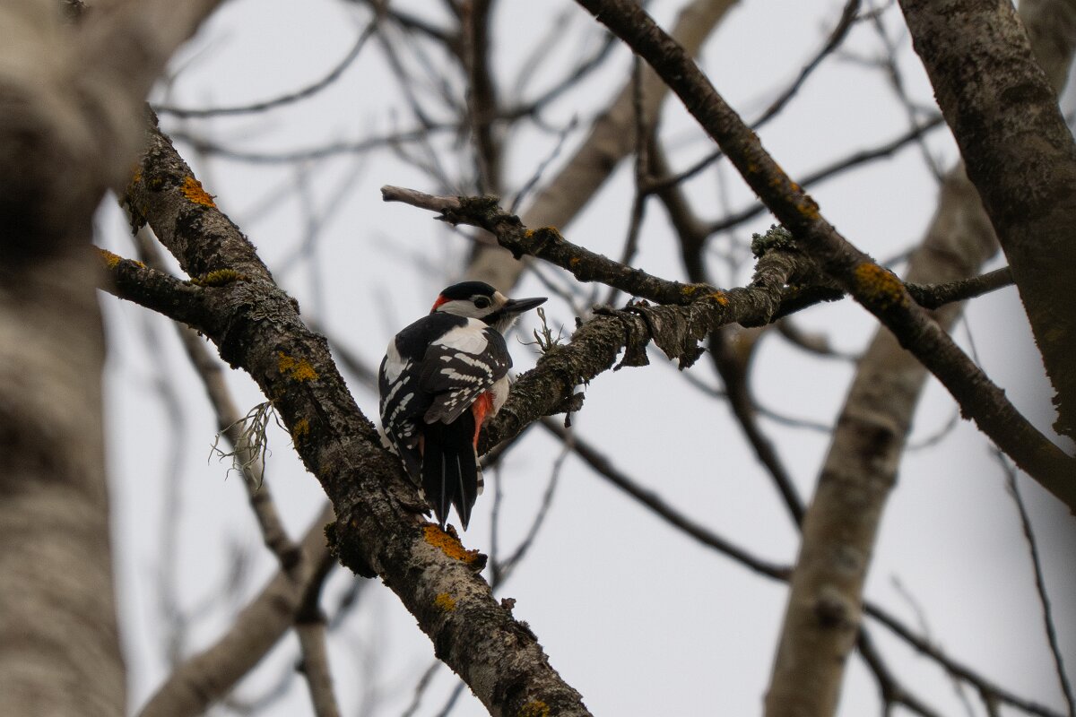DP Wildlife Photography - Latvia - Great spotted woodpecker - A.jpg - Great spotted woodpecker - Roznieki