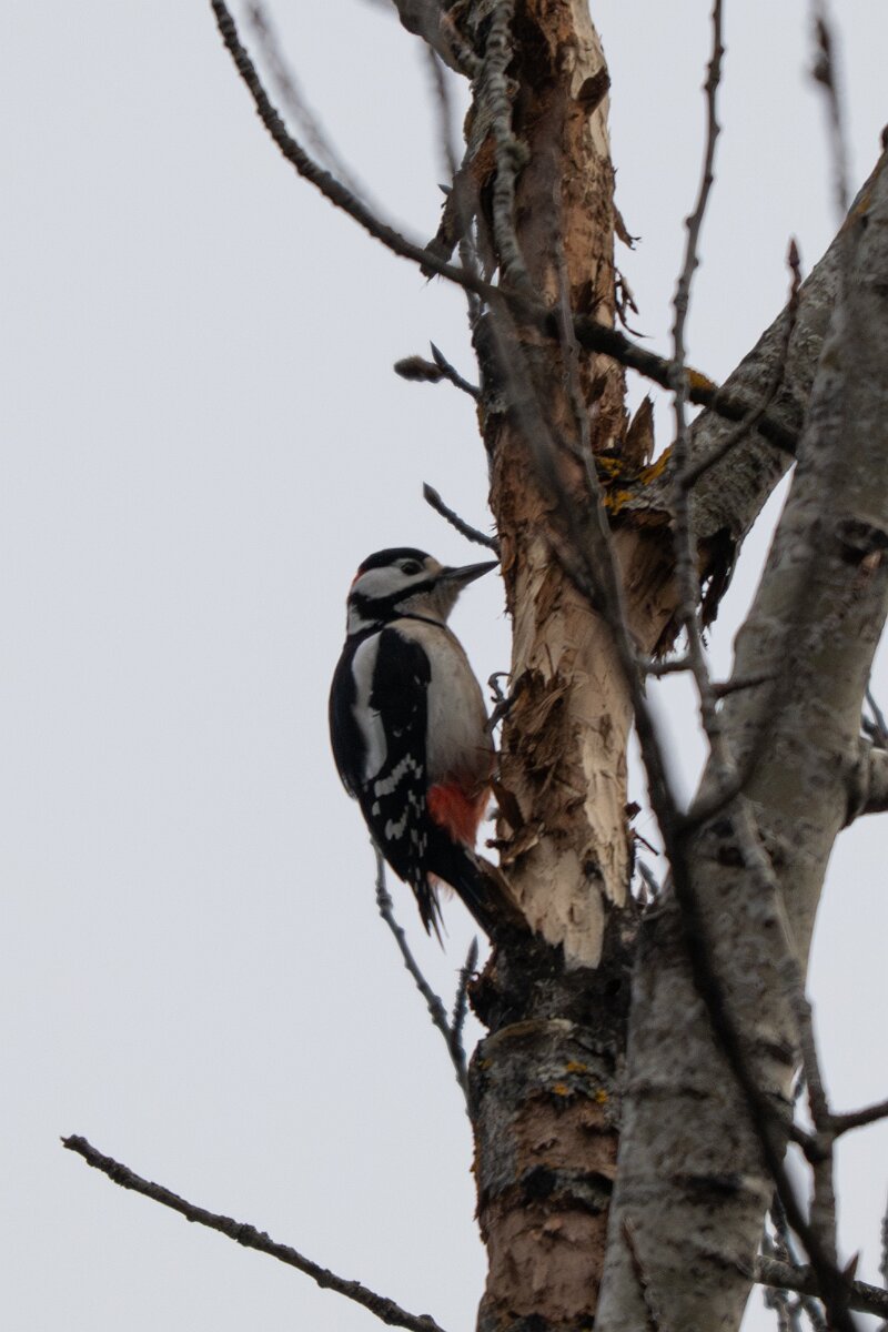 DP Wildlife Photography - Latvia - Great spotted woodpecker - B.jpg - Great spotted woodpecker - Roznieki