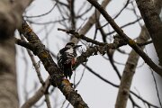 DP Wildlife Photography - Latvia - Great spotted woodpecker - A