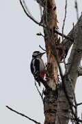 DP Wildlife Photography - Latvia - Great spotted woodpecker - B