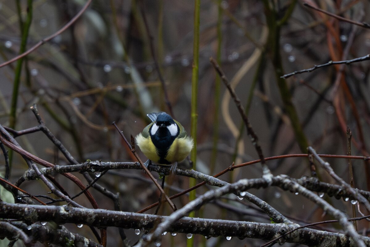 DP Wildlife Photography - Latvia - Great tit - B.jpg - Great tit - Gauja National Park
