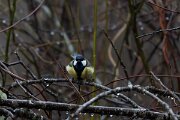 DP Wildlife Photography - Latvia - Great tit - B