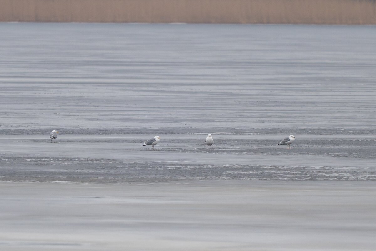 DP Wildlife Photography - Latvia - Herring gull - A.jpg - Herring gull - Juglas ezers, Riga