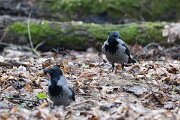 DP Wildlife Photography - Latvia - Hooded crow - A