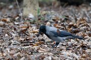 DP Wildlife Photography - Latvia - Hooded crow - B
