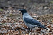 DP Wildlife Photography - Latvia - Hooded crow - C