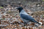 DP Wildlife Photography - Latvia - Hooded crow - D