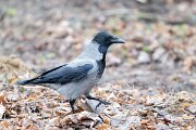 DP Wildlife Photography - Latvia - Hooded crow - F