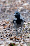 DP Wildlife Photography - Latvia - Hooded crow - G