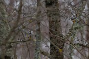 DP Wildlife Photography - Latvia - Long-tailed tit - A