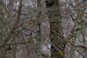 DP Wildlife Photography - Latvia - Long-tailed tit - B