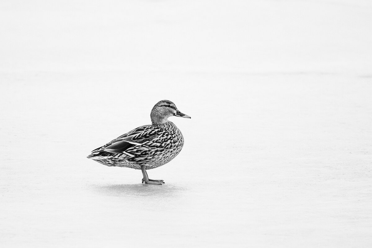 DP Wildlife Photography - Latvia - Mallard - D.jpg - Mallard, female B&W - Juglas ezers, Riga