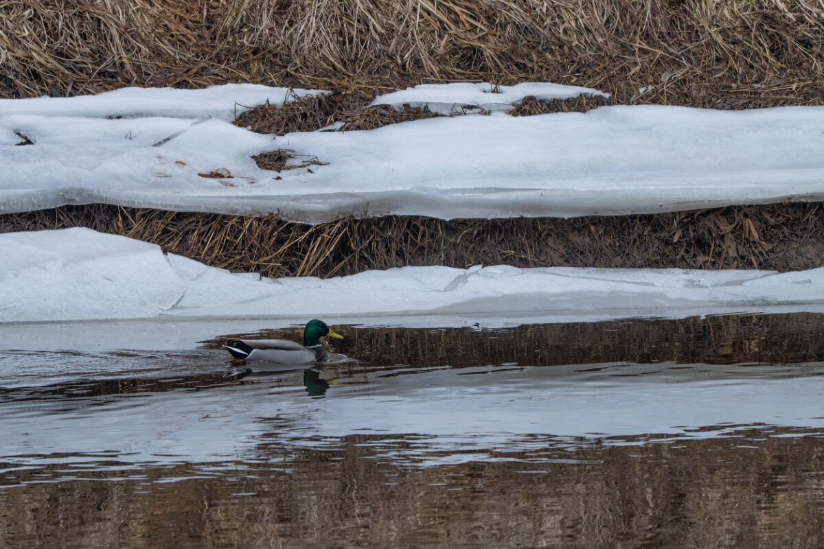 DP Wildlife Photography - Latvia - Mallard - G.jpg - Mallard, male - Gauja National Park