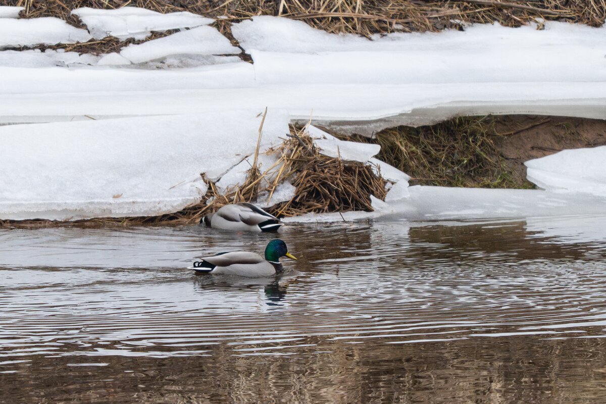 DP Wildlife Photography - Latvia - Mallard - J.jpg - Mallard, males - Gauja National Park