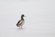 DP Wildlife Photography - Latvia - Mallard - A