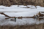 DP Wildlife Photography - Latvia - Mallard - H