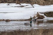 DP Wildlife Photography - Latvia - Mallard - I
