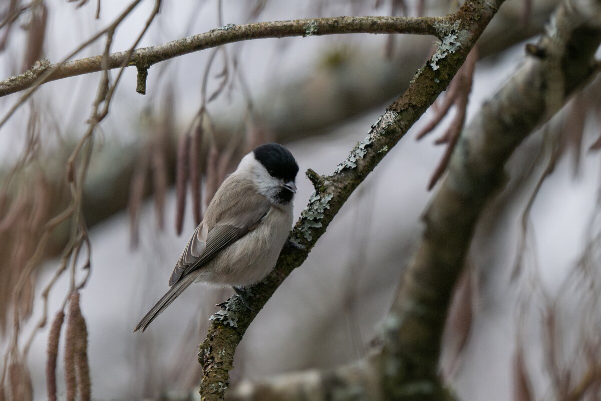DP Wildlife Photography - Latvia - Marsh tit - A.jpg - Marsh tit - Gauja National Park