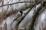 DP Wildlife Photography - Latvia - Marsh tit - A