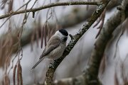 DP Wildlife Photography - Latvia - Marsh tit - B