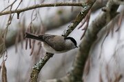 DP Wildlife Photography - Latvia - Marsh tit - C