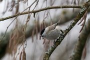 DP Wildlife Photography - Latvia - Marsh tit - D