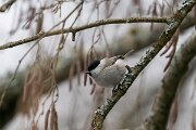 DP Wildlife Photography - Latvia - Marsh tit - E