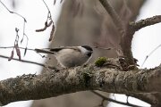 DP Wildlife Photography - Latvia - Marsh tit - F