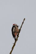 DP Wildlife Photography - Latvia - Middle spotted woodpecker - D