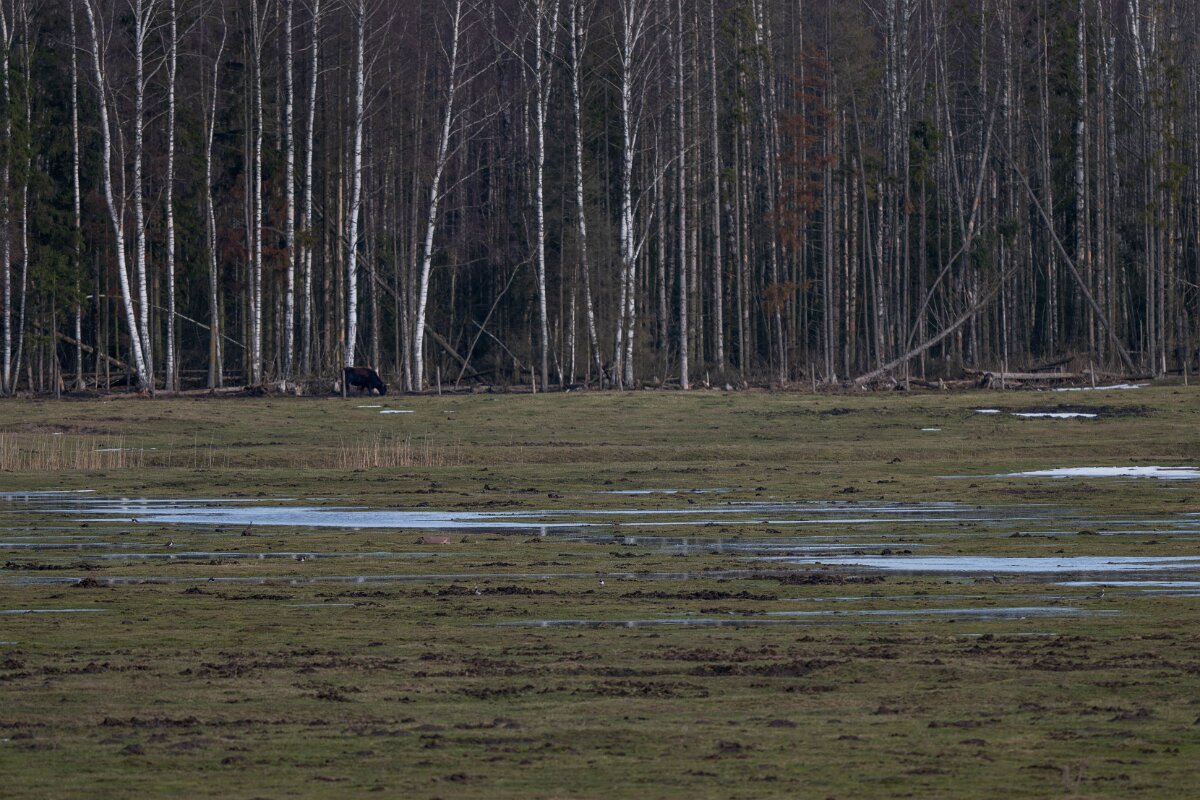 DP Wildlife Photography - Latvia - Northern lapwing - A.jpg - Northern lapwing - Ķemeri National Park