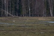 DP Wildlife Photography - Latvia - Northern lapwing - B