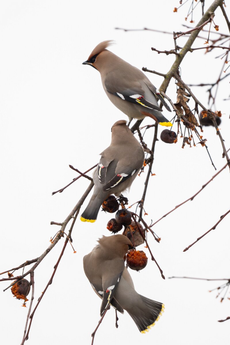 DP Wildlife Photography - Latvia - Waxwing - C.jpg - Waxwing - Kārļi, Cēsis