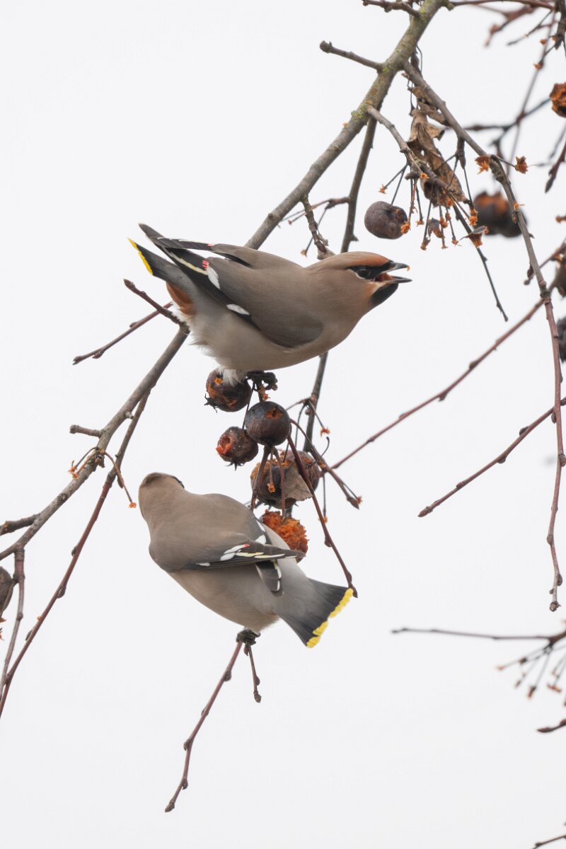 DP Wildlife Photography - Latvia - Waxwing - D.jpg - Waxwing - Kārļi, Cēsis