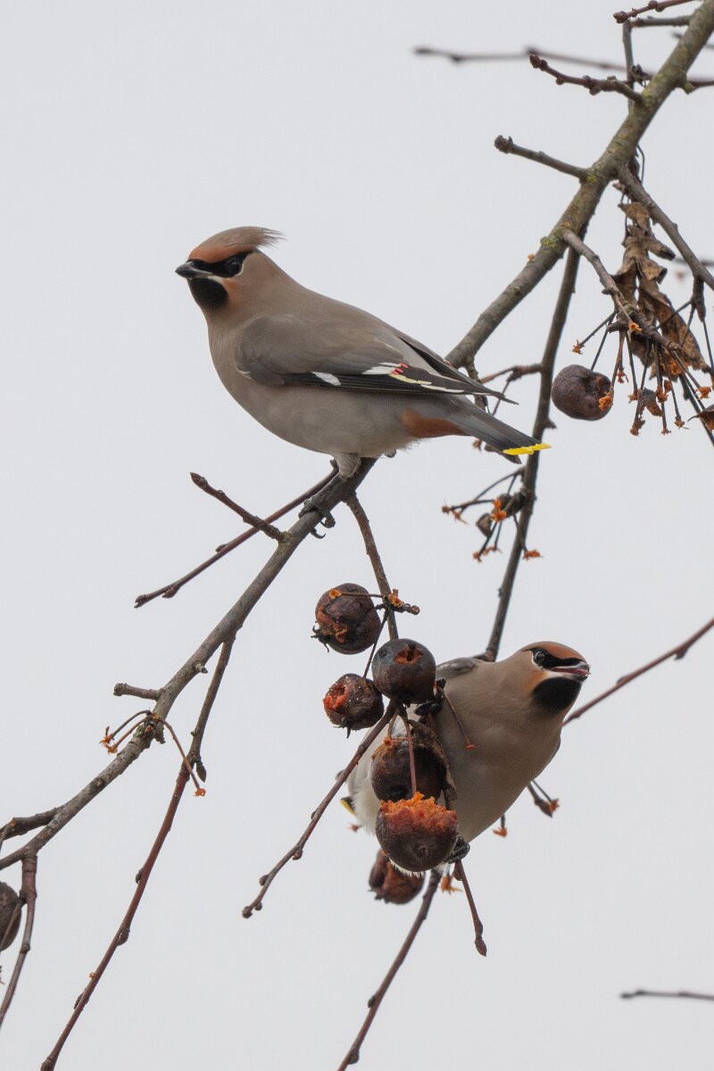 DP Wildlife Photography - Latvia - Waxwing - F.jpg - Waxwing - Kārļi, Cēsis
