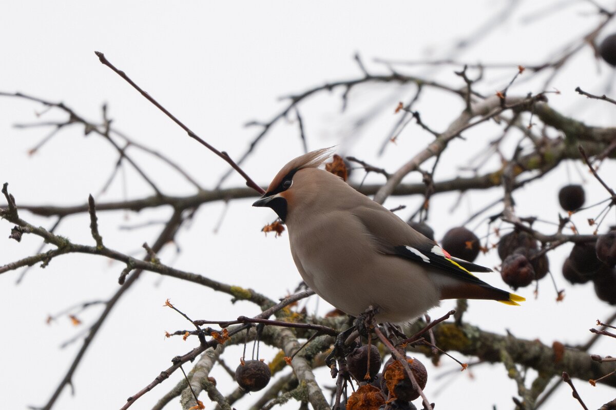 DP Wildlife Photography - Latvia - Waxwing - H.jpg - Waxwing - Kārļi, Cēsis