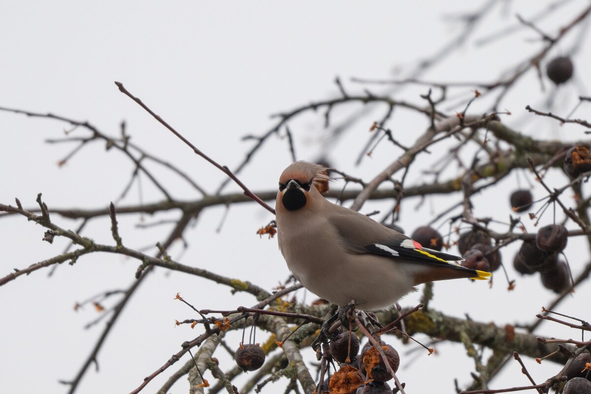 DP Wildlife Photography - Latvia - Waxwing - I.jpg - Waxwing - Kārļi, Cēsis