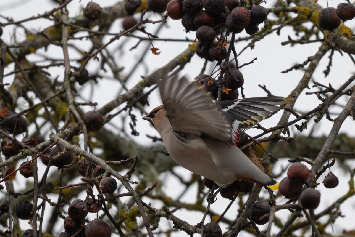 DP Wildlife Photography - Latvia - Waxwing - J.jpg - Waxwing - Kārļi, Cēsis