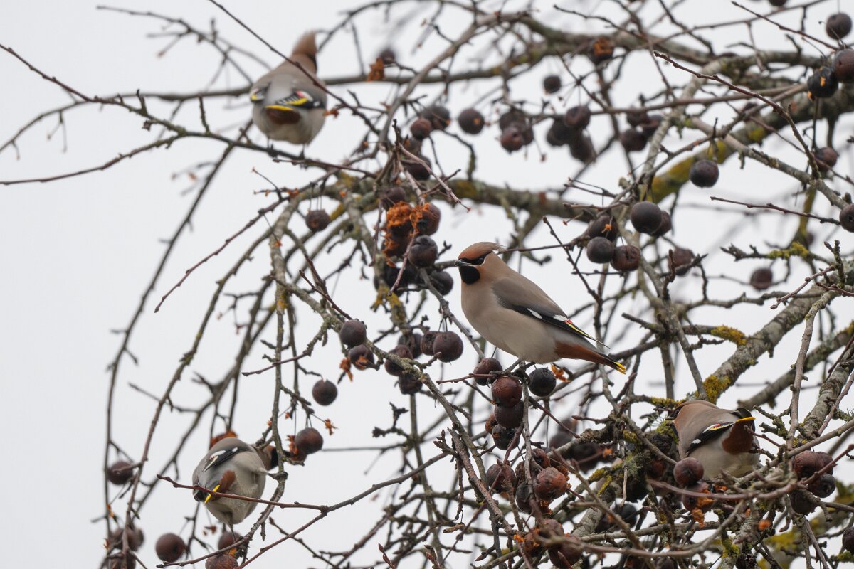 DP Wildlife Photography - Latvia - Waxwing - L.jpg - Waxwing - Kārļi, Cēsis