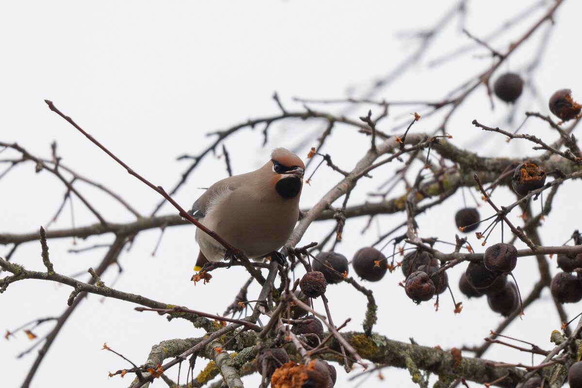 DP Wildlife Photography - Latvia - Waxwing - M.jpg - Waxwing - Kārļi, Cēsis