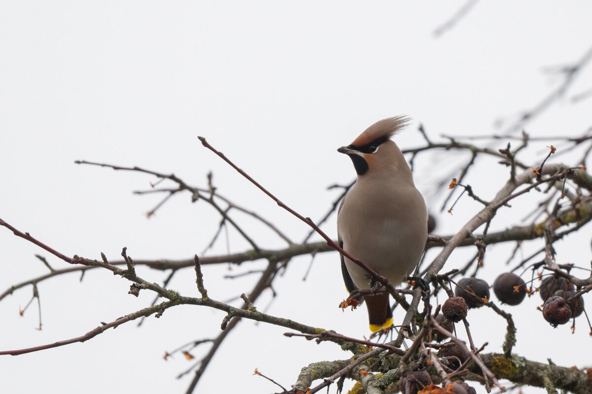 DP Wildlife Photography - Latvia - Waxwing - N.jpg - Waxwing - Kārļi, Cēsis