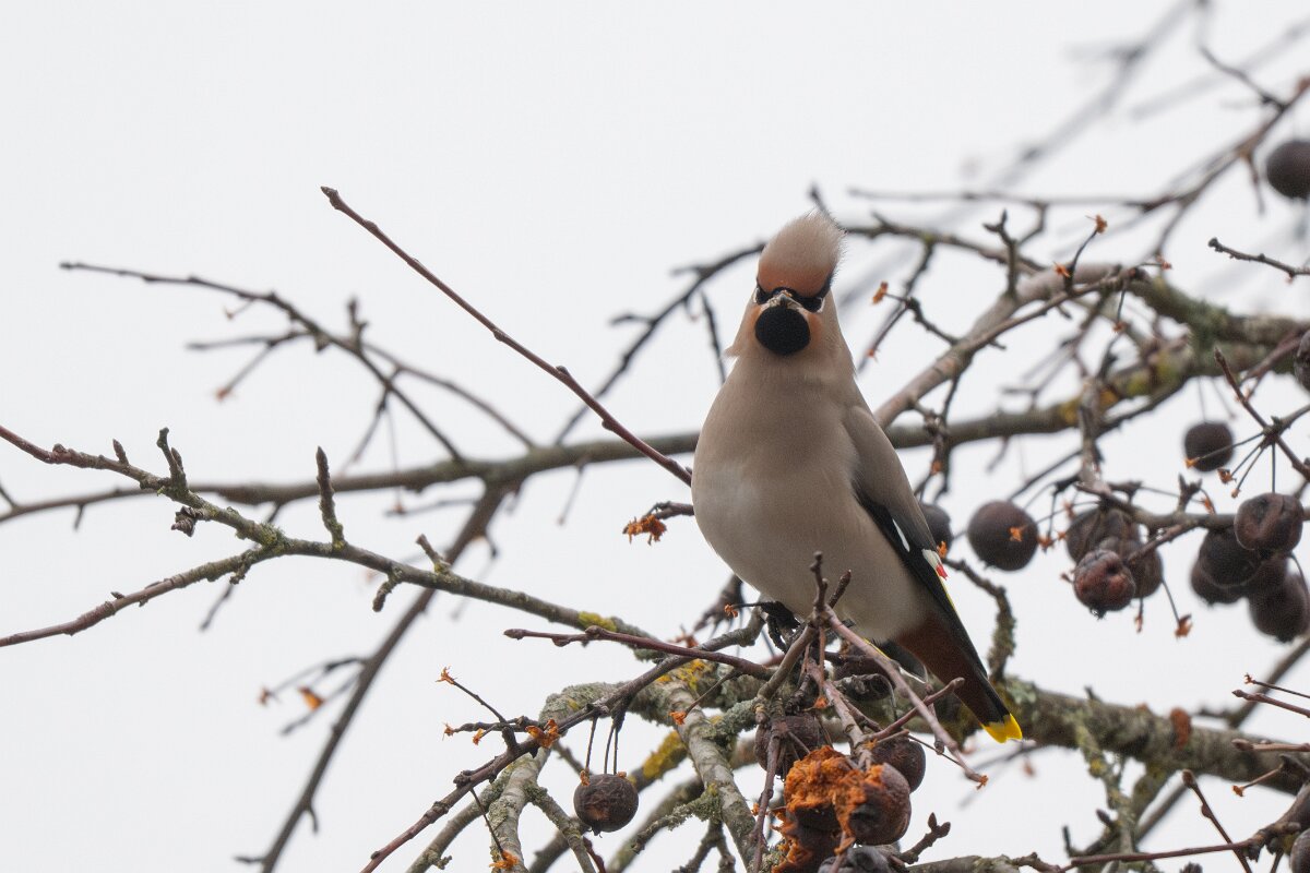 DP Wildlife Photography - Latvia - Waxwing - O.jpg - Waxwing - Kārļi, Cēsis