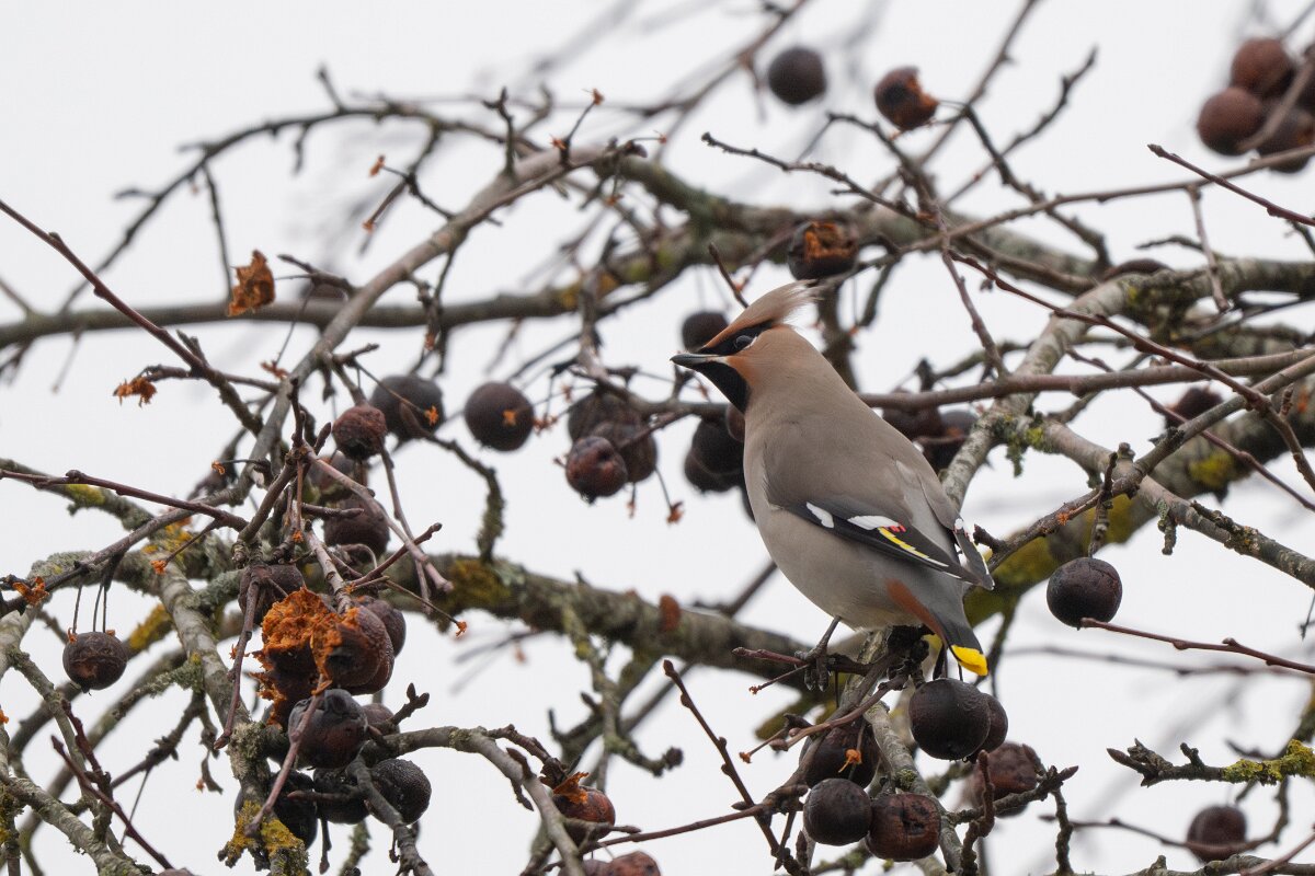 DP Wildlife Photography - Latvia - Waxwing - Q.jpg - Waxwing - Kārļi, Cēsis