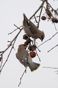 DP Wildlife Photography - Latvia - Waxwing - A