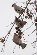 DP Wildlife Photography - Latvia - Waxwing - B