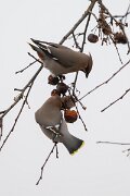 DP Wildlife Photography - Latvia - Waxwing - E