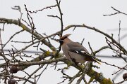 DP Wildlife Photography - Latvia - Waxwing - G