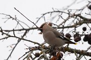 DP Wildlife Photography - Latvia - Waxwing - H