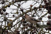 DP Wildlife Photography - Latvia - Waxwing - K