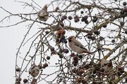DP Wildlife Photography - Latvia - Waxwing - L